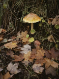 Maple Leaves Frame a Fly Agaric Mushroom Photographic Print by Lowell Georgia