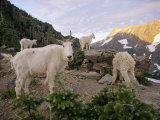 Mountain Goats Near Sperry Chalet, Glacier National Park, Montana Photographic Print by Skip Brown