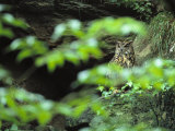 Owl in Woodland, Sachsische Schweiz National Park, Germany Photographic Print by Norbert Rosing