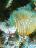 Tubeworms Wave Their Frilly Tentacles in the Water to Catch Food Photographic Print by Raul Touzon