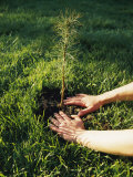 A Person Plants a Tree Seedling Photographic Print by Scott Sroka