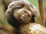 A Black Tufted-Ear Marmoset Clings to a Tree Branch Photographic Print by Joel Sartore