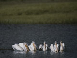 White Pelicans Encircling Fish on Yellowstone Lake Photographic Print by Raymond Gehman