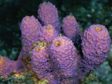 Close-up of Sponges off the Coast of Navassa Island Photographic Print by Wolcott Henry