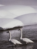 Trumpeter Swans in a Snowy Landscape, Yellow River, Wyoming Photographic Print by Raymond Gehman