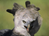 A Harpy Eagle Portrait Photographie par Ed George