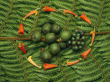 Tropical Seeds and Flowers from the Cloud Forest Which are Eaten by Resplendent Quetzal Birds Photographic Print by Steve Winter