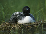 A Loon Shelters a Chick under its Wing as it Sits on its Nest Photographic Print by Michael S. Quinton