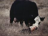 First Order of the Day for a Newborn Calf is a Wash by its Mother Photographic Print by Farrell Grehan