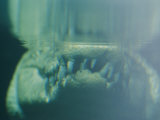 An Underwater Close-up View of a Crocodiles Mouth Focusing on its Teeth Photographic Print by Nicole Duplaix