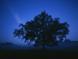 Tree on a Summer Night Photographic Print by Mattias Klum