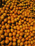 Huge Crates of Sun-Ripened Oranges at a Florida Fruit Stand Photographic Print by Stephen St. John