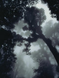 View in the Monteverde Cloud Forest Photographic Print by Steve Winter
