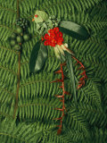 Graines et fleurs tropicales provenant de la forêt de nuages et mangées par de resplendissants quetzals Photographie par Steve Winter