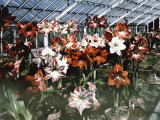 Amaryllis Show at the Botanic Garden Photographic Print by Charles Martin