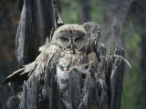 A Great Gray Owl and Owlet in Their Nest, a Rotting Tree Stump Photographic Print by Michael S. Quinton
