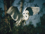 Common Egret Flapping its Wings Photographie par Farrell Grehan