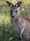 A close view of a kangaroo Lámina fotográfica por Nicole Duplaix A close view of a kangaroo Lámina fotográfica por Nicole Duplaix