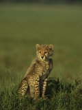 A Portrait of a Young Cheetah Cub Photographic Print by Norbert Rosing