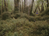A Hiker Explores a Mossy Enchanted Forest Photographic Print by Gordon Wiltsie