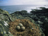 Glaucous-Winged Gull Nest with Three Eggs on Rock Photographic Print by Joel Sartore