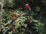 Scarlet Macaws Sit on a Tree Branch in Belize Photographie par Ed George