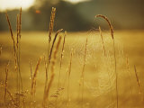 Early Morning Light Highlights Dew on a Spider Web Photographic Print by Stephen St. John
