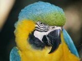 A Close-up of the Head of a Macaw Photographic Print by Stephen St. John