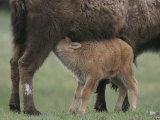 American Bison Calf Suckling Photographic Print by Norbert Rosing