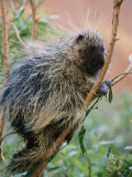A Porcupine Perched in a Willow Tree Photographie par Bill Hatcher