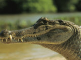 A Spectacled Caiman in Venezuela Photographic Print by Ed George