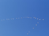 A Flock of Snow Geese Flies High in Formation Photographic Print by Norbert Rosing