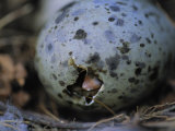 Close View of Glaucous-Winged Gull Egg Hatching Photographic Print by Joel Sartore