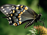 Swallowtail butterfly Lámina fotográfica por Russell Burden