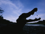A Black Caiman on the Tuichi River Bank Photographic Print by Joel Sartore