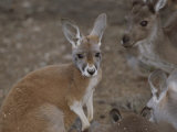 A group of kangaroos Lámina fotográfica por Nicole Duplaix A group of kangaroos Lámina fotográfica por Nicole Duplaix