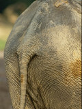 A Rear View of an African Forest Elephant Photographic Print by Michael Fay