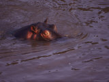 A sumberged hippo raises its head partway out of the water Lámina fotográfica por Jodi Cobb A sumberged hippo raises its head partway out of the water Lámina fotográfica por Jodi Cobb