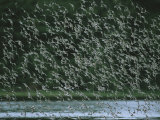 A Flock of Western Sandpipers in Flight over Mudflats at High Tide Photographic Print by Joel Sartore