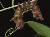 A Close View of a Spike-Covered Caterpillar Photographic Print by George Grall