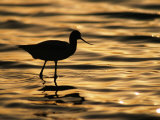 An American Avocet Silhouetted at Twilight Photographie par Joel Sartore