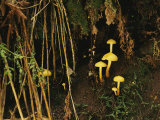 Mushrooms and Forest Vegetation, Bayerischer Wald National Park Photographic Print by Norbert Rosing