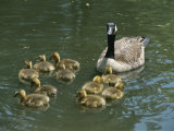A Mother Canada Goose Watches over Ten Fuzzy Babies as They Swim Photographic Print by Stephen St. John