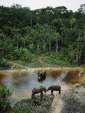 Three Male Forest Elephants Quench Their Thirst in the Modoubou River Photographic Print by Michael Nichols