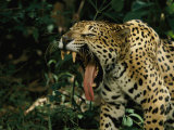A Jaguar Yawns Fotografie-Druck von Steve Winter