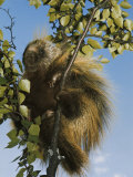 Porcupine in a Tree Photographic Print by Christopher Knight