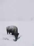 A American Bison Finds a Spot for a Drink in the Middle of the Snow-Covered Terrain Photographic Print by Tom Murphy