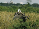 Two Cattle Egrets Stand Atop a Cape Buffalo Photographie par Joe Scherschel