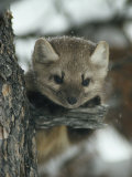 An American marten in a tree during a light snowfall Lámina fotográfica por Michael S. Quinton