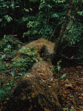 Male Jaguar Taken by a Camera Trap Photographic Print by Steve Winter